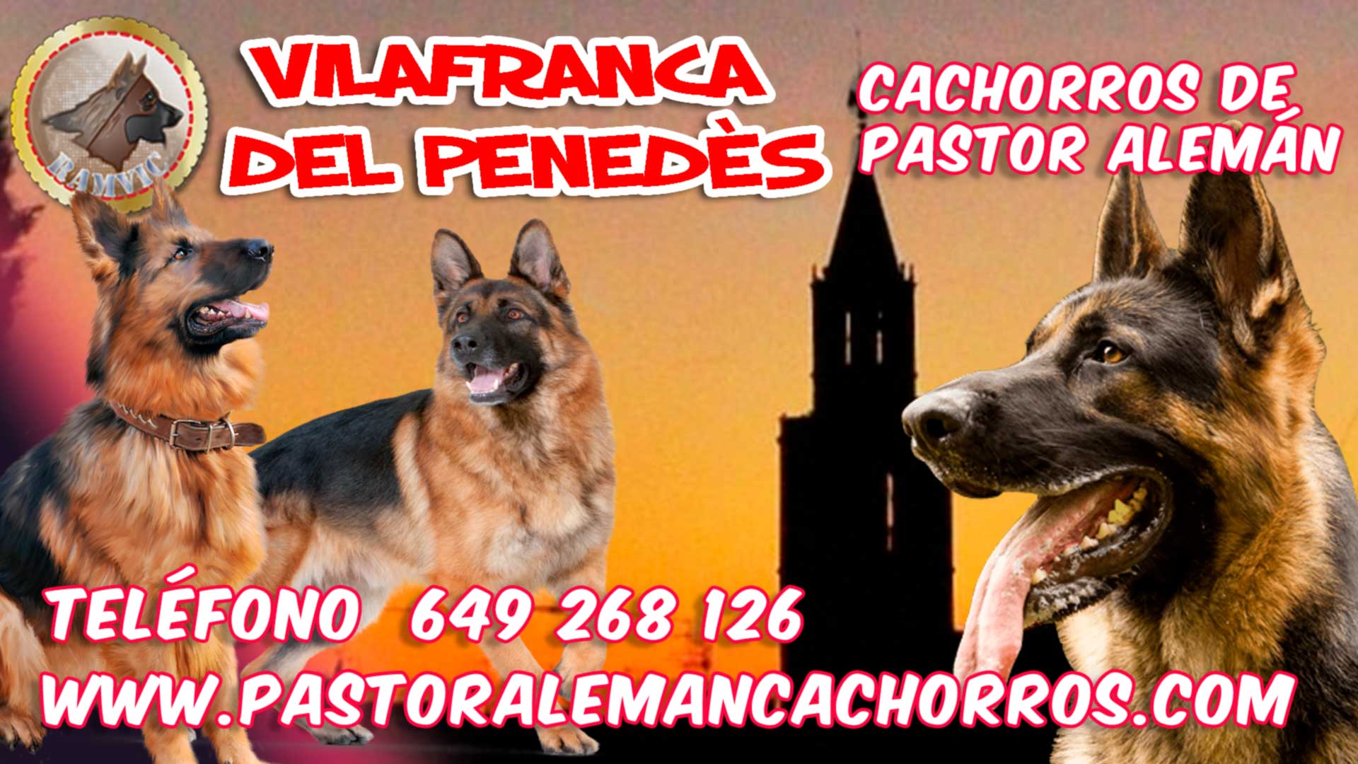 Comprar cachorros de Pastor Alemán en Vilafranca del Penedès